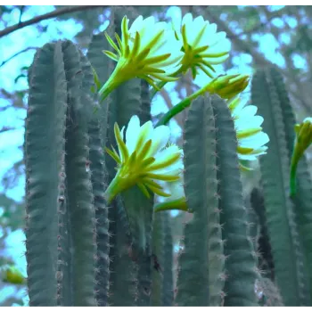 Cactus Plants